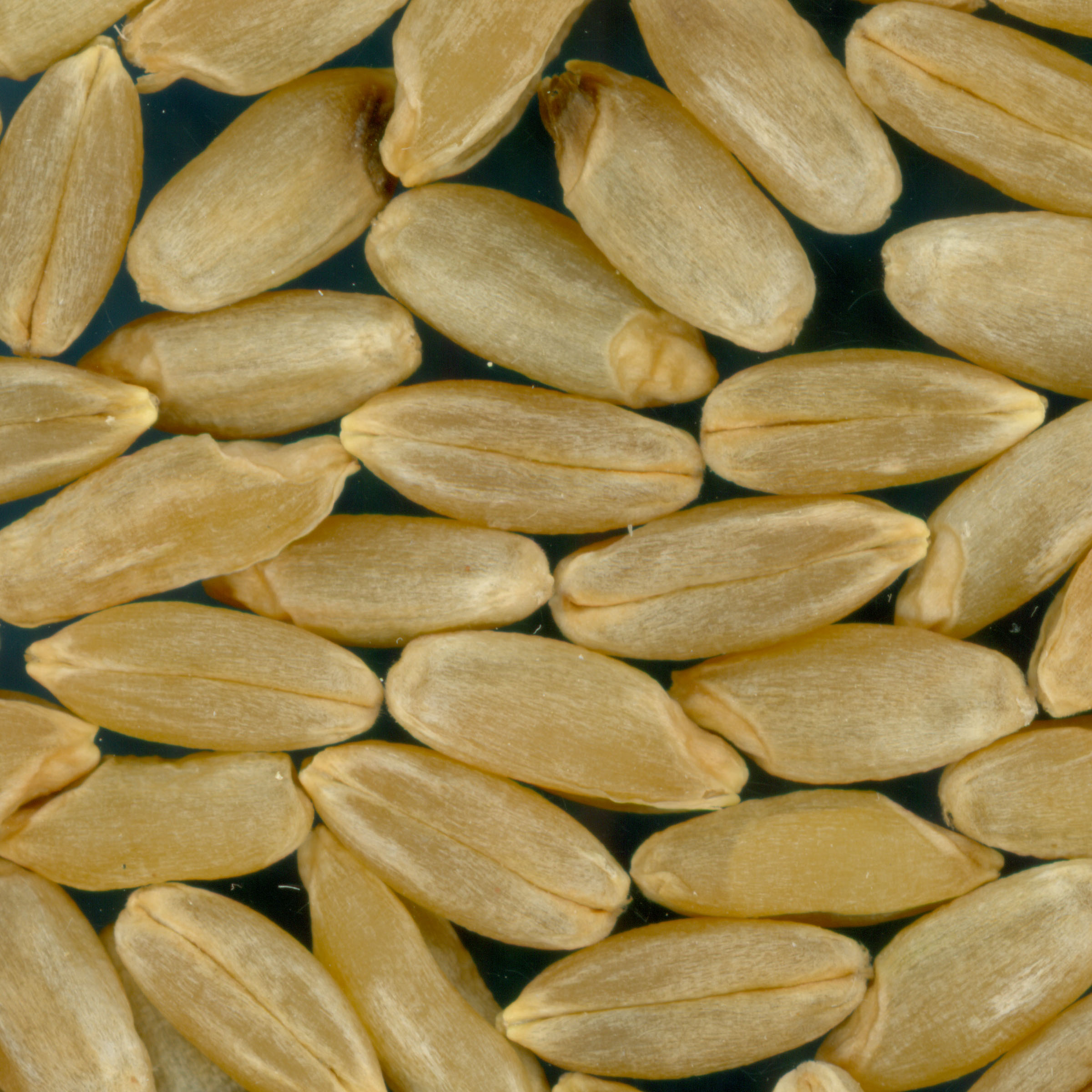 Click for 2 image(s) for this accession. KERNELS